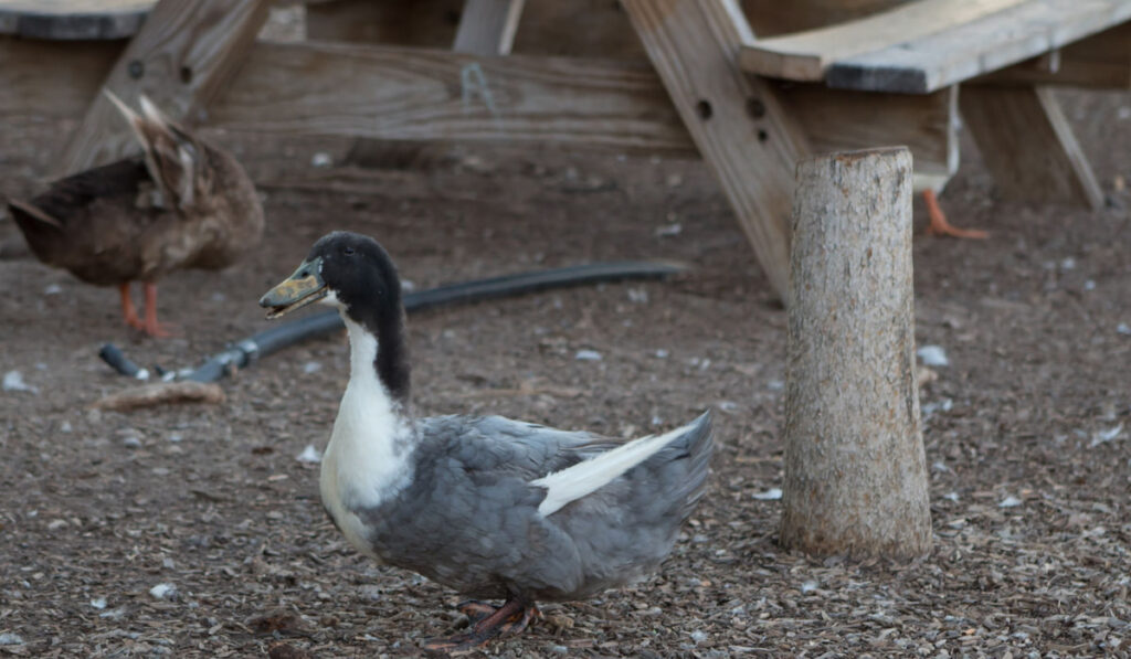 blue swedish duck wondering around a picnic bench