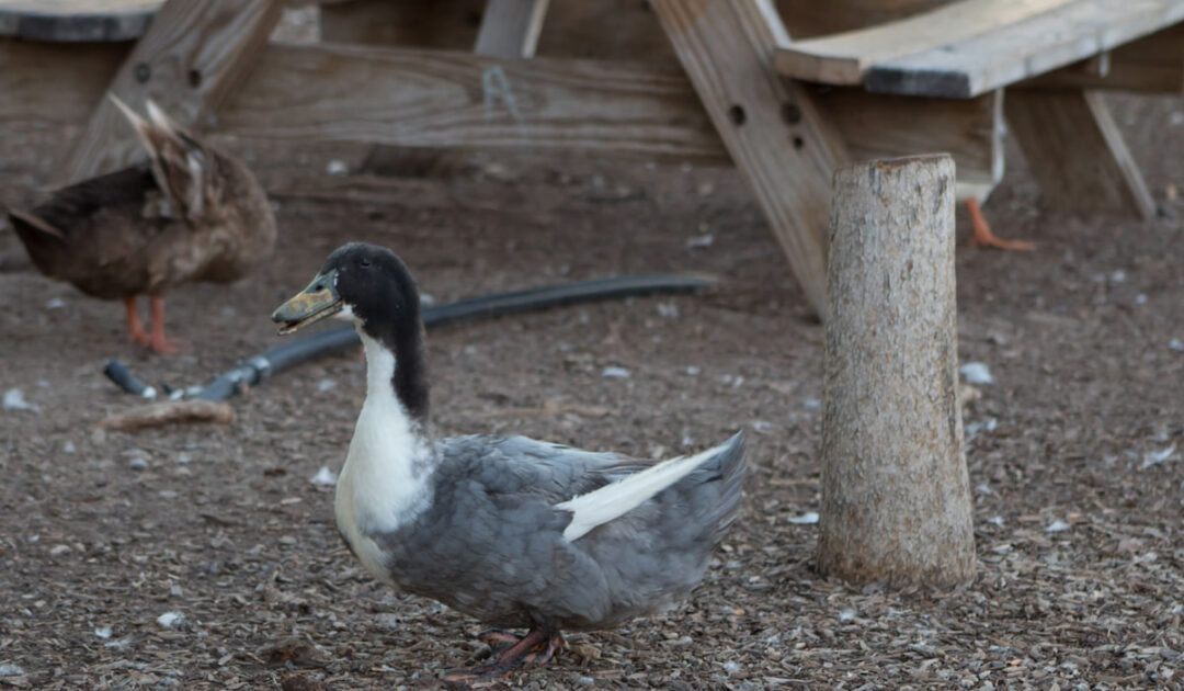 Swedish Blue Duck Breed Profile - Farmhouse Guide