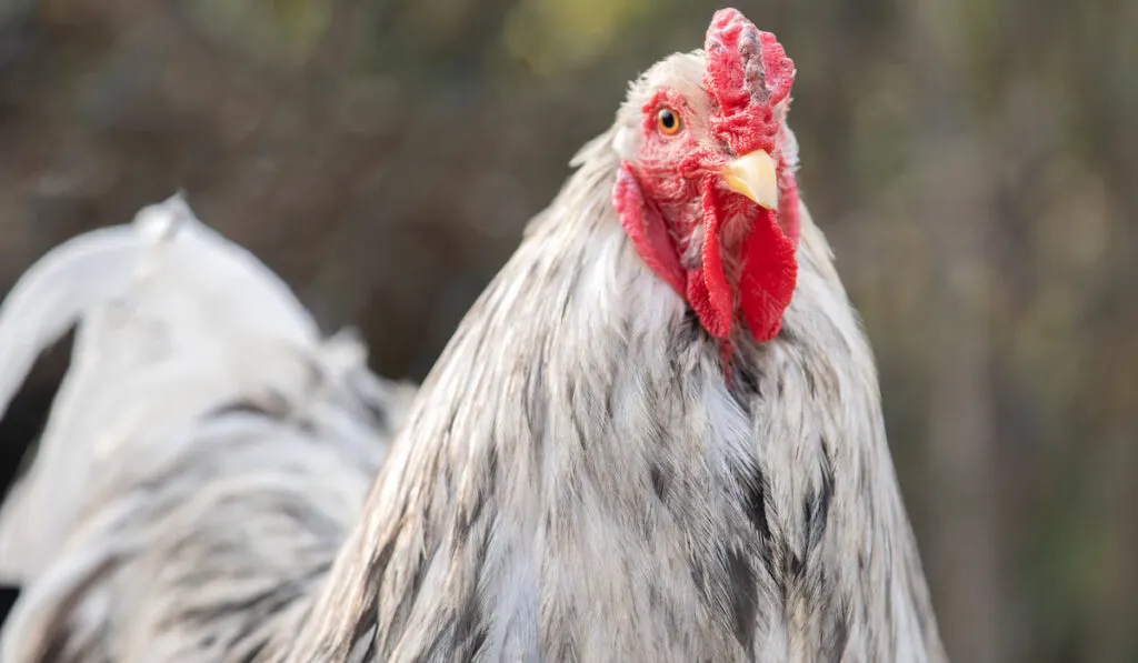 brahma chicken in garden
