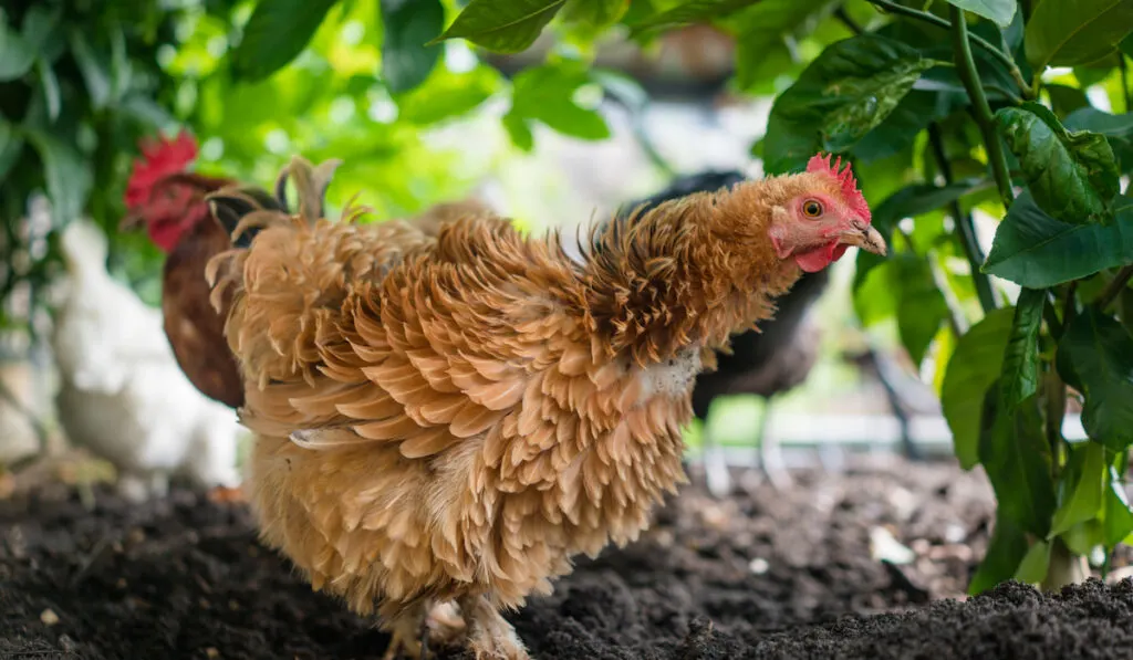 brown frizzle chicken in the backyard