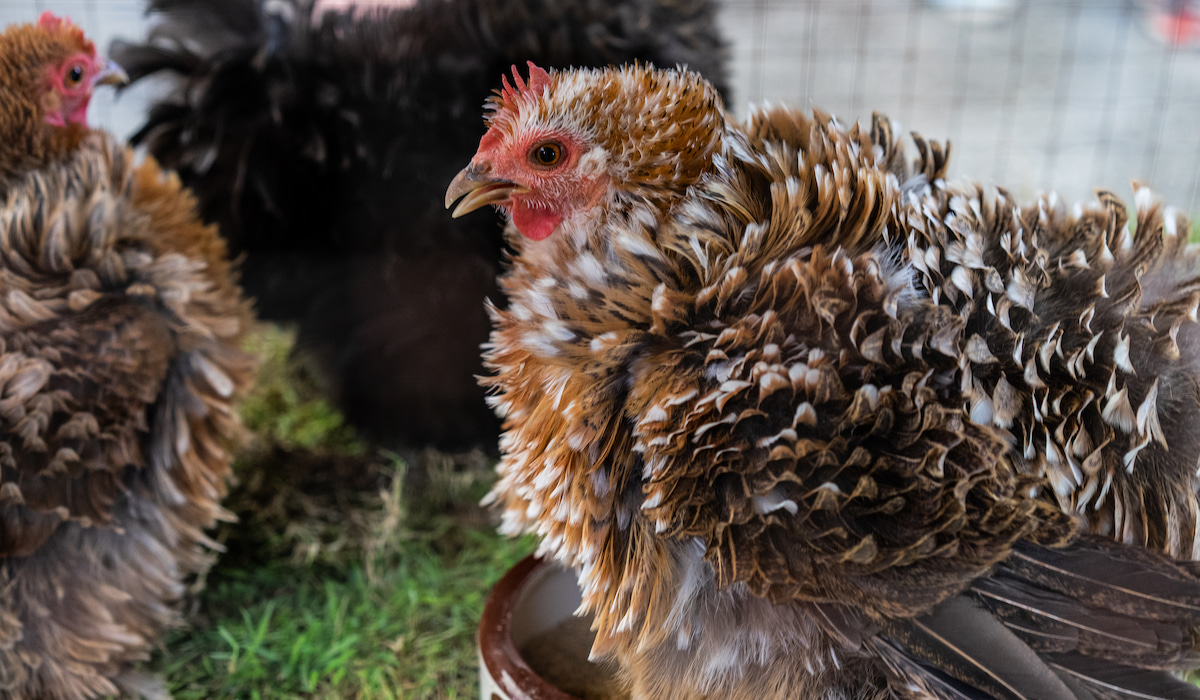 Frizzle Chicken Breed Profile Farmhouse Guide