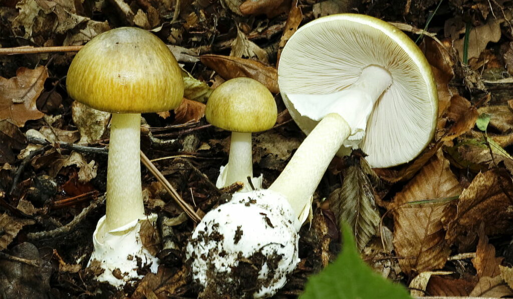  death cap poisonous mushroom