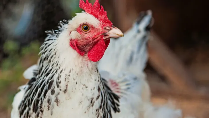 delaware chicken