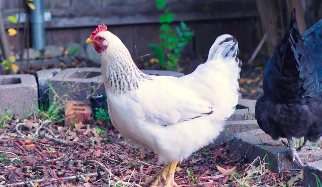 delaware chicken in the backyard