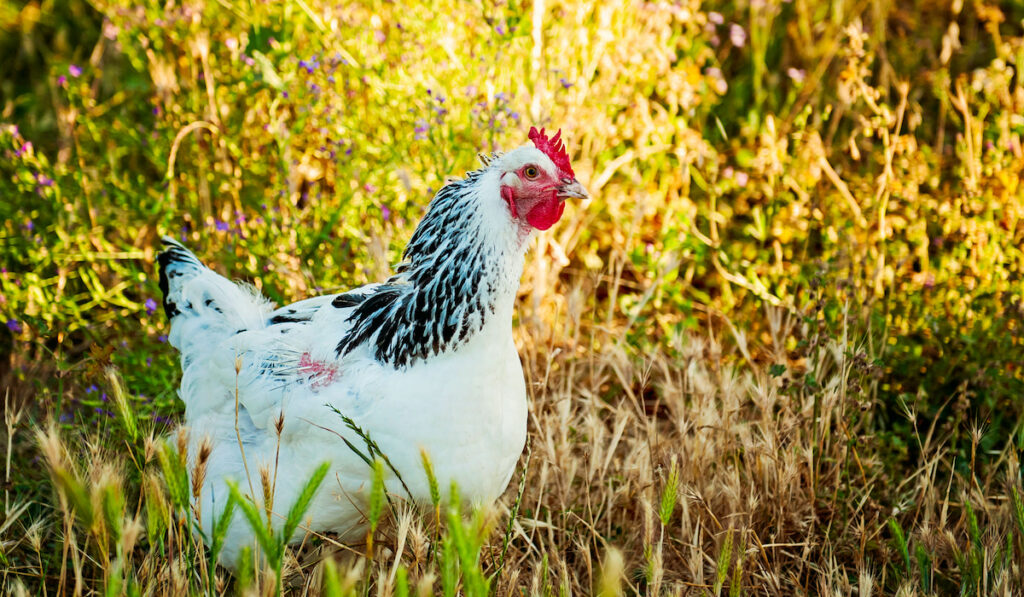 delaware chicken in the field