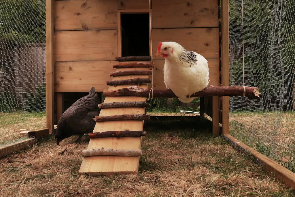 delaware chicken standing on a swing in a chicken coop