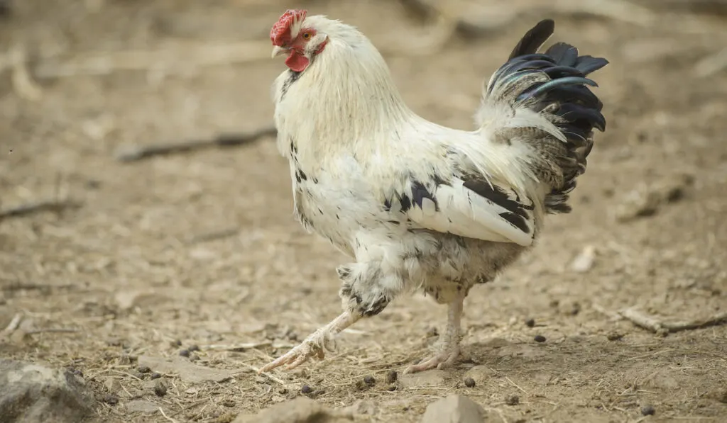 delaware chicken walking