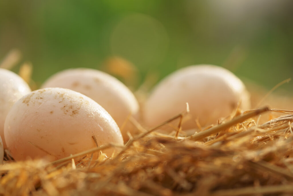 duck eggs on a straw hay 