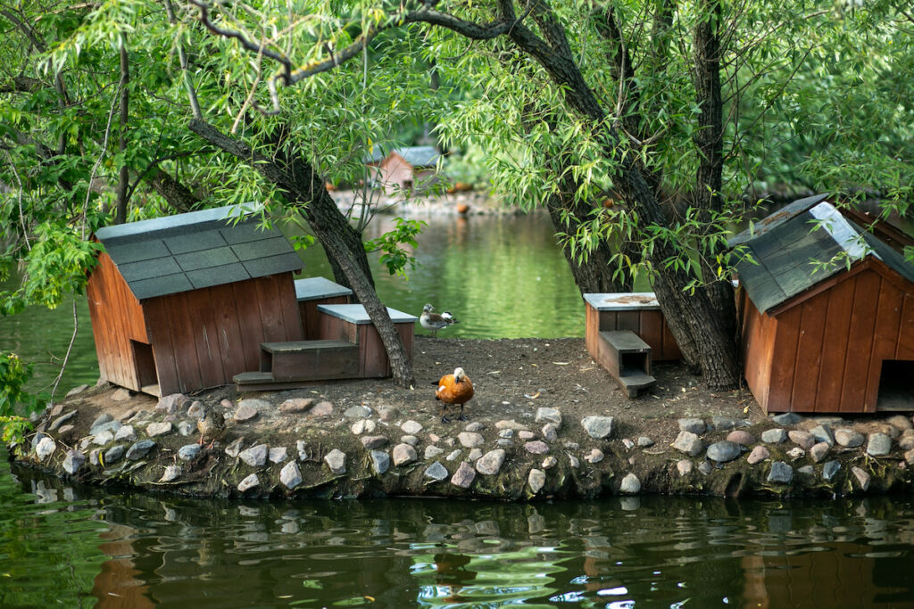 duck houses in the middle of a lake