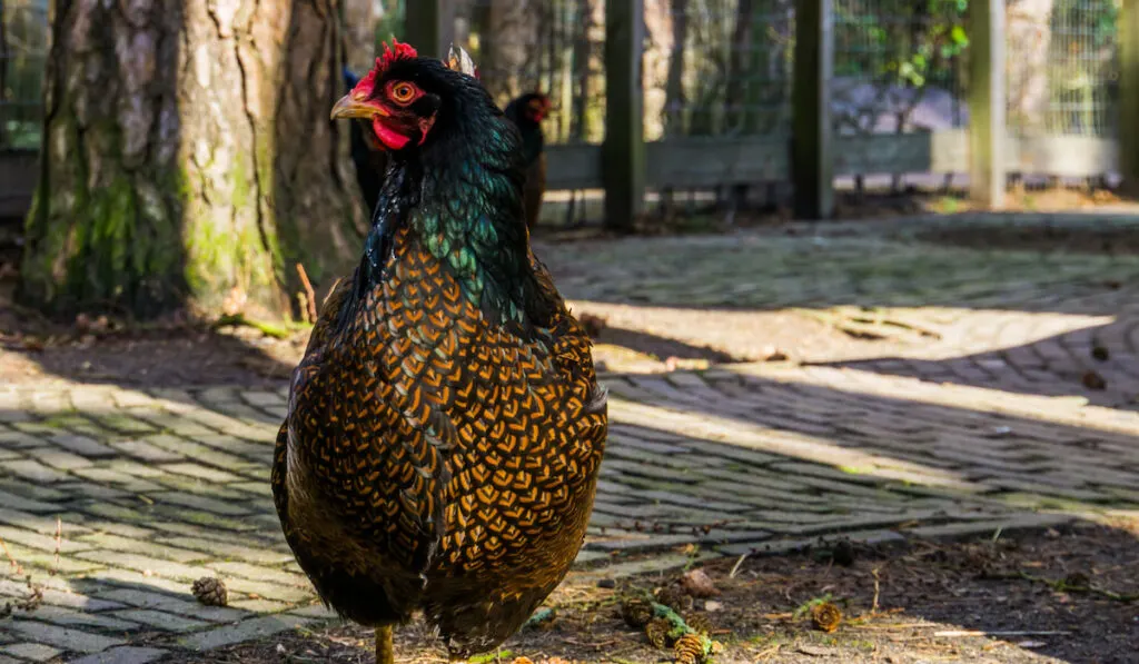 female double laced barnevelder chicken