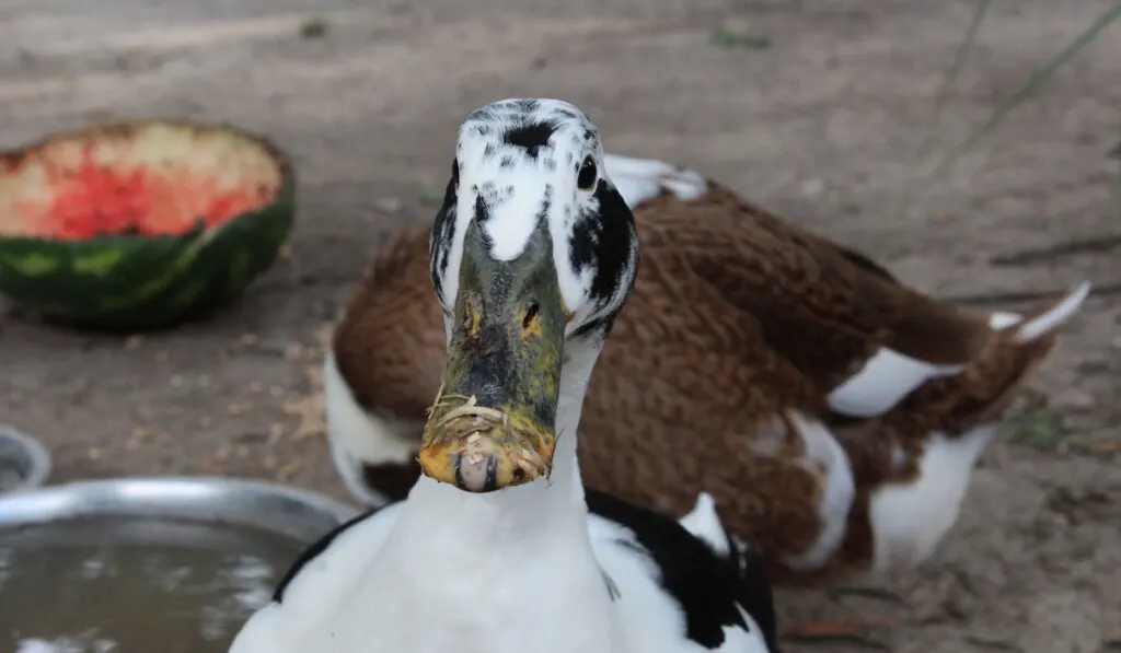 focus shot of a black and white Ancona duck