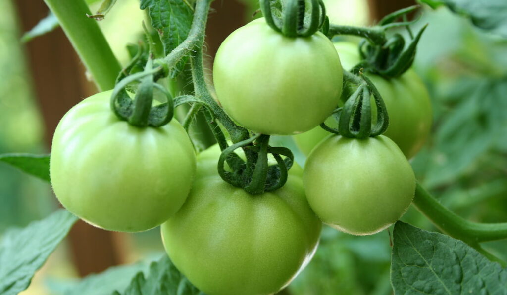 fresh raw green tomatoes 