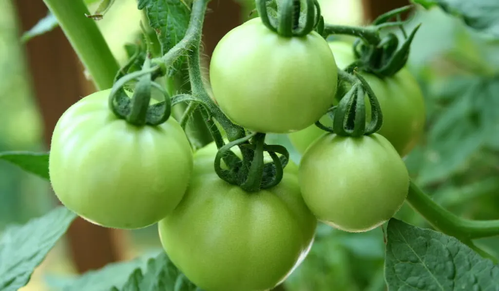 fresh raw green tomatoes 