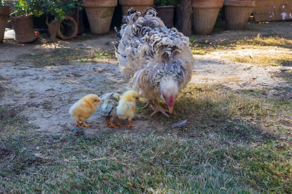 frizzle chicken looking for food on the ground with baby chicks