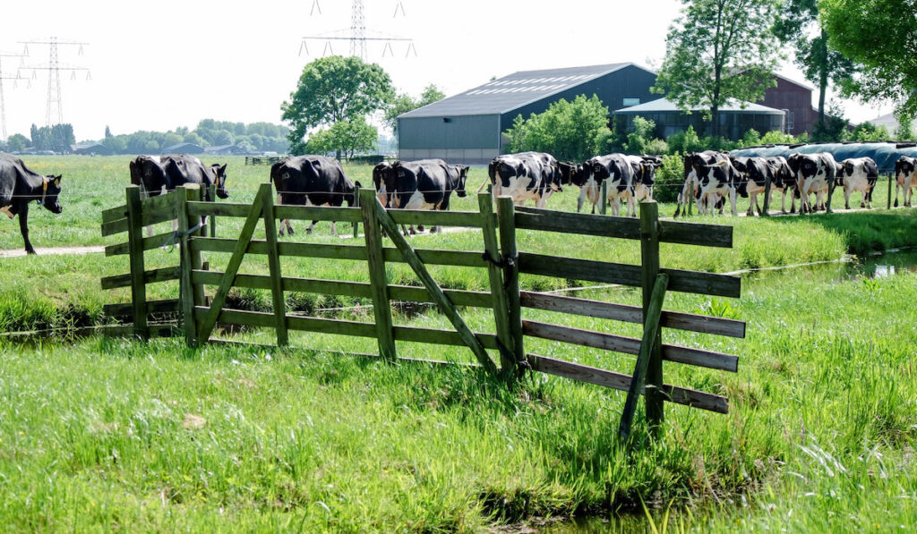 61 Dairy Farm Name Ideas Farmhouse Guide