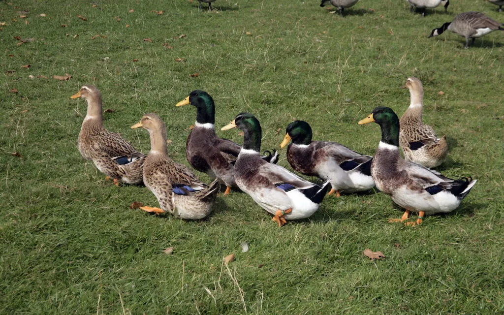 group of rouen ducks roaming in the yard