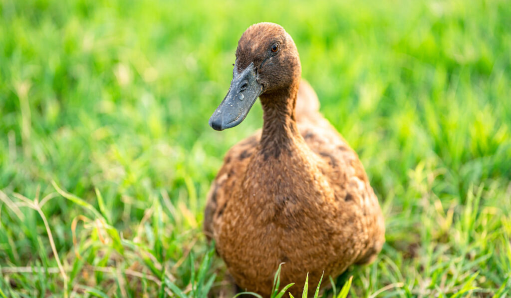 khaki campbell ducks that enjoy walking on green grass