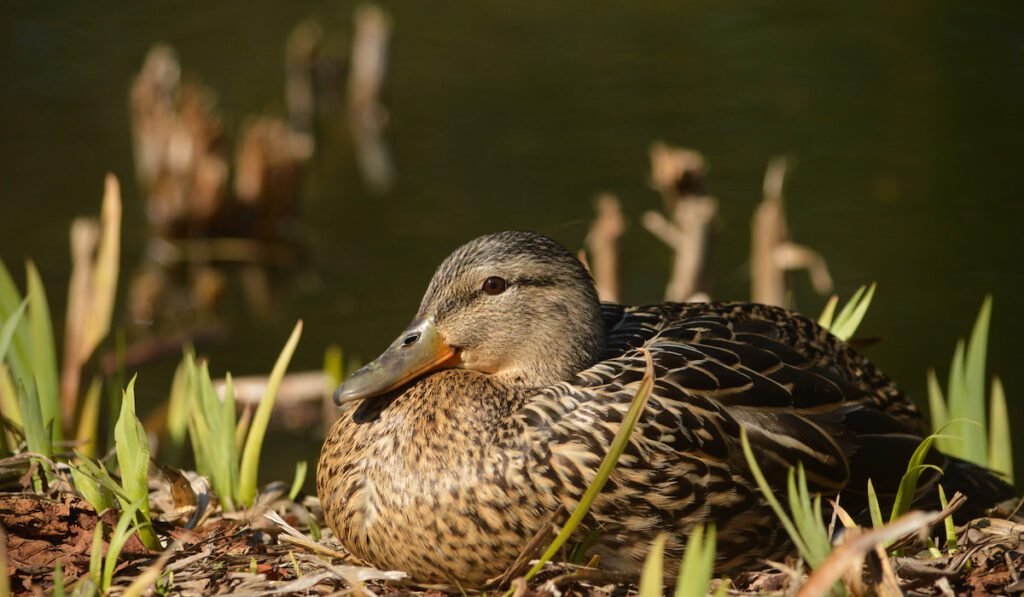 mallard duck resting near pond