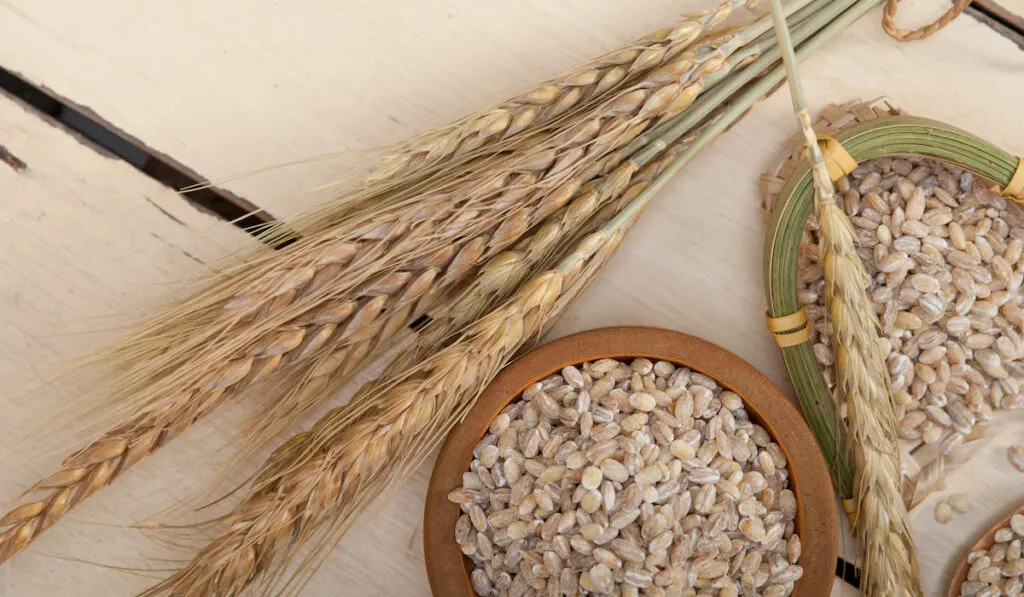 organic barley grains over rustic wood table