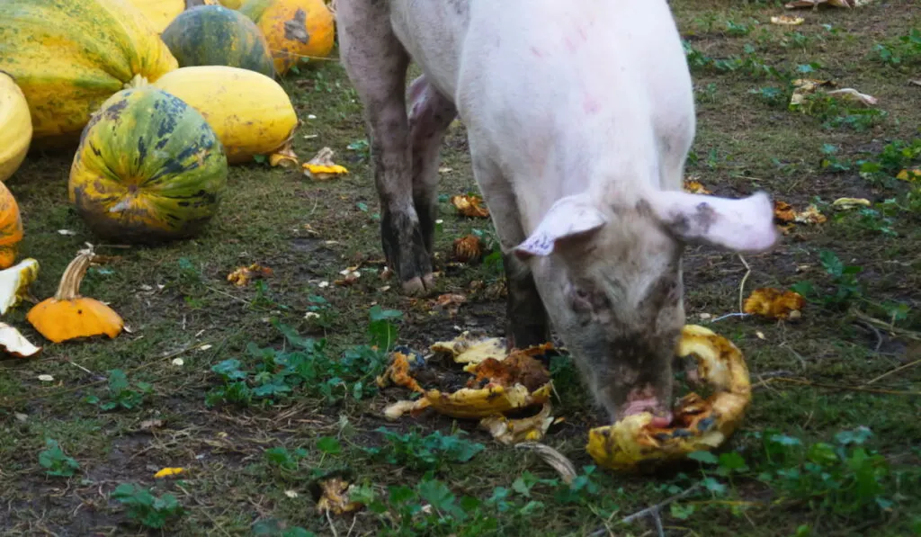 pig on the farm eating pumpkins.