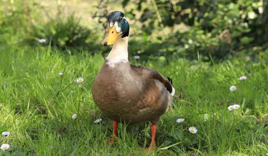 rouen duck in the garden