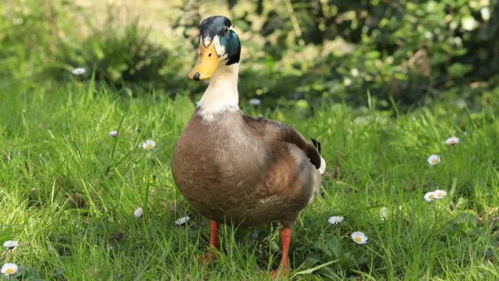 rouen duck in the garden
