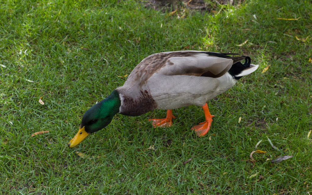 rouen duck looking for food on the grass 