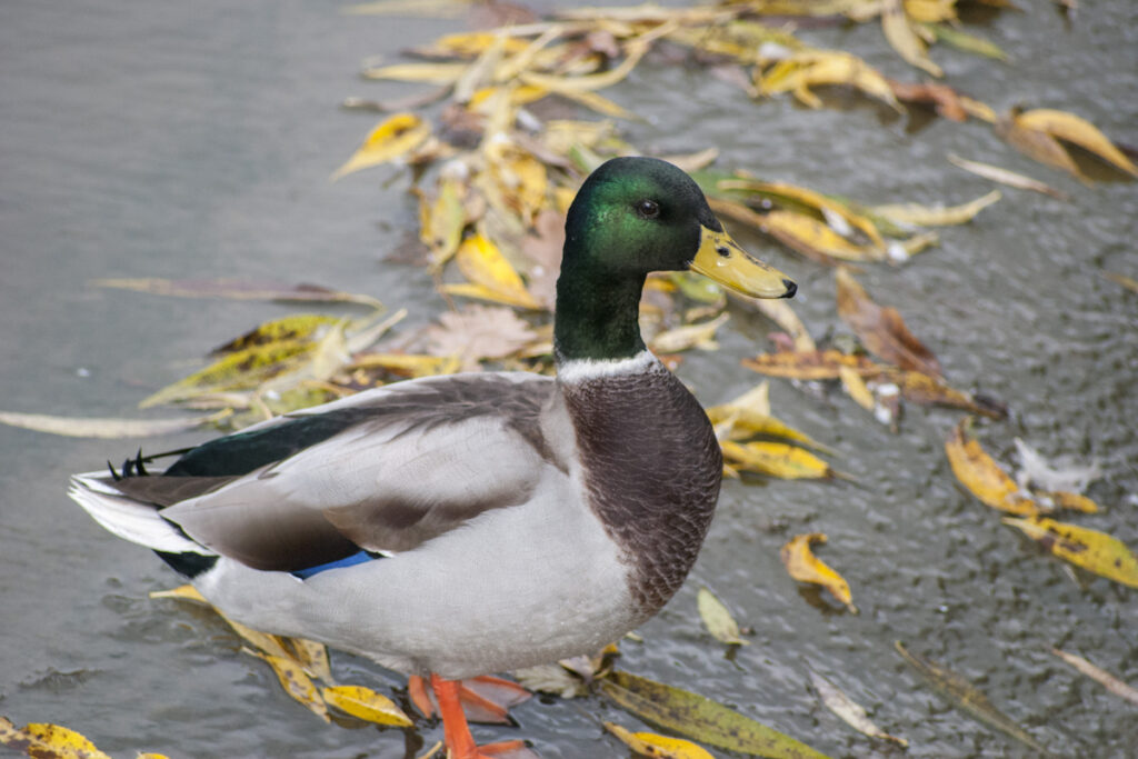 rouen duck near a pond