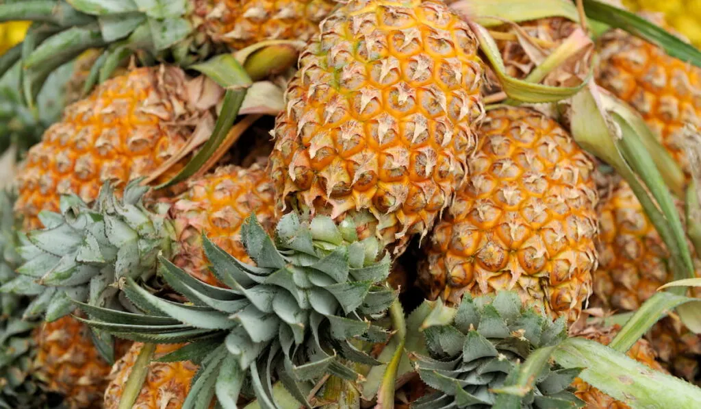 several pieces of pineapple fruit 