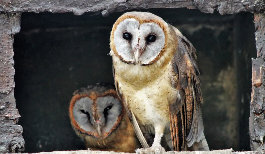 two Ashy-faced owls (Tyto glaucops)