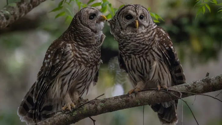 two barred owl standing on a tree branch