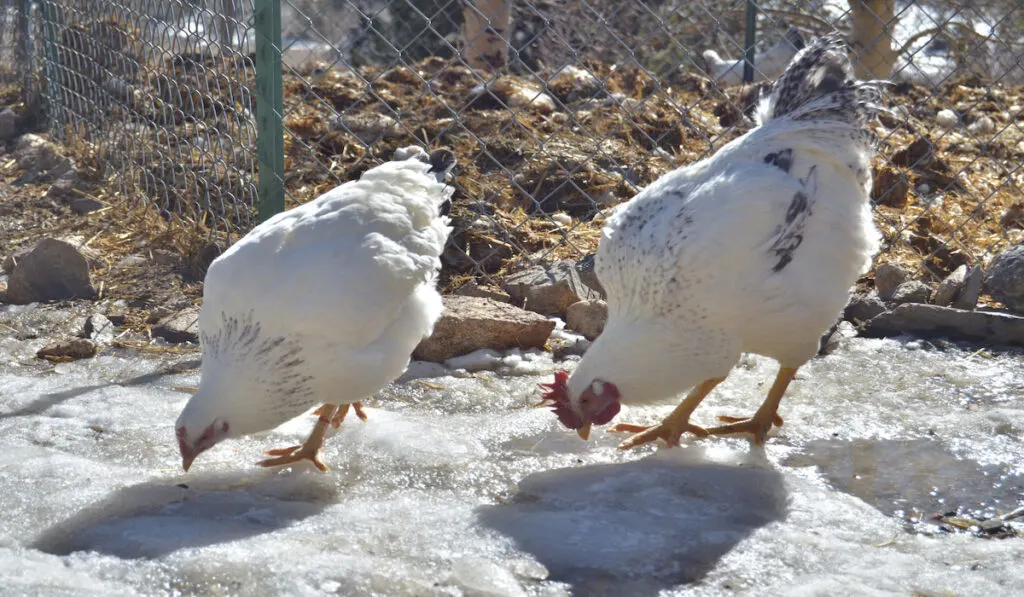 two delaware chicken peking at ice 