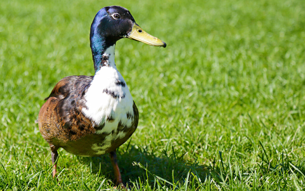 walking male swedish blue duck