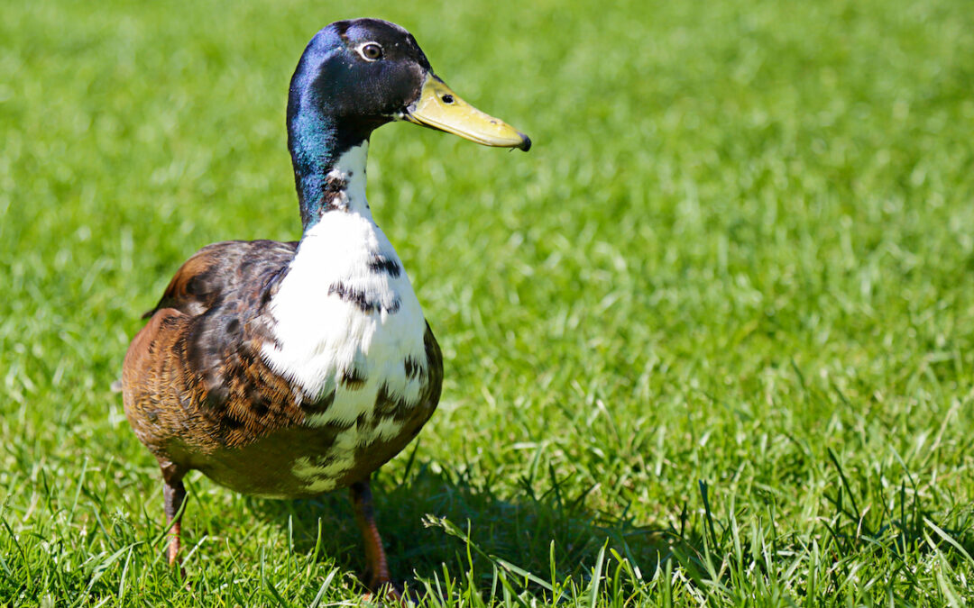 Swedish Blue Duck Breed Profile - Farmhouse Guide