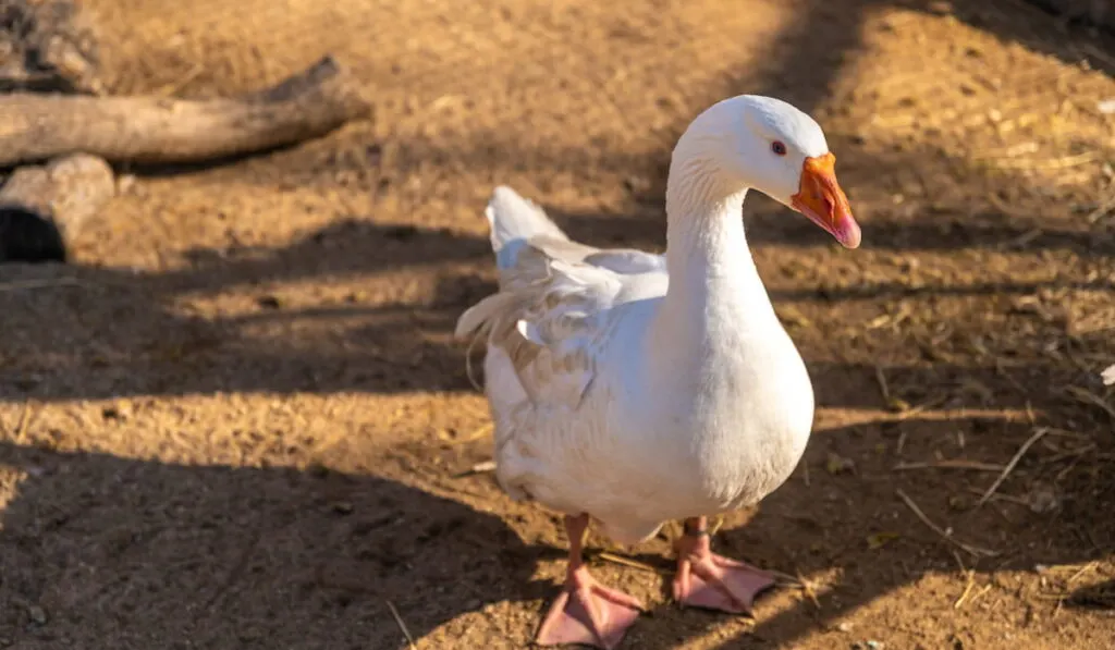 white geese on the farm