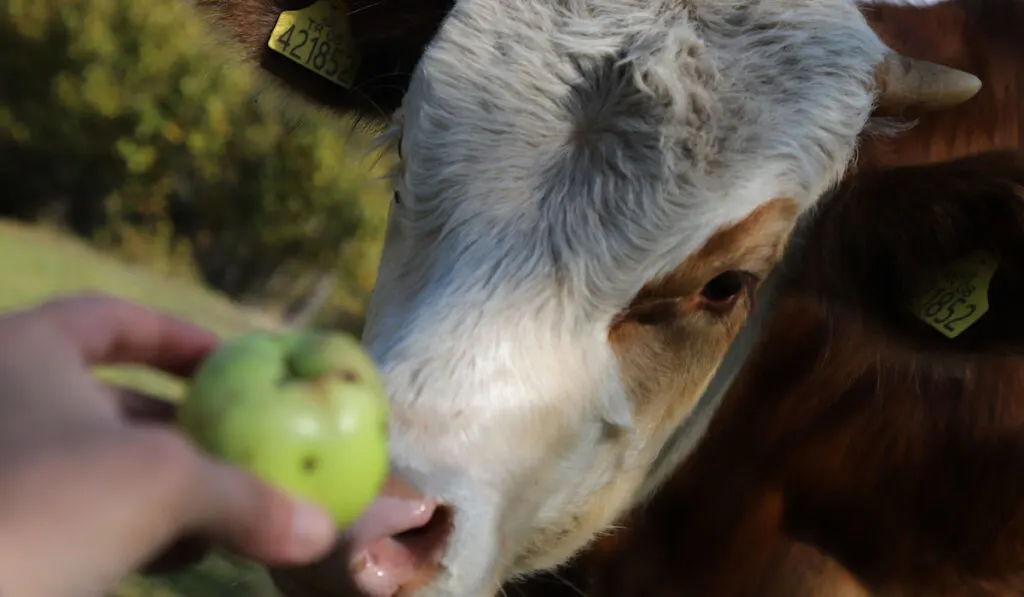 young cow eats apple