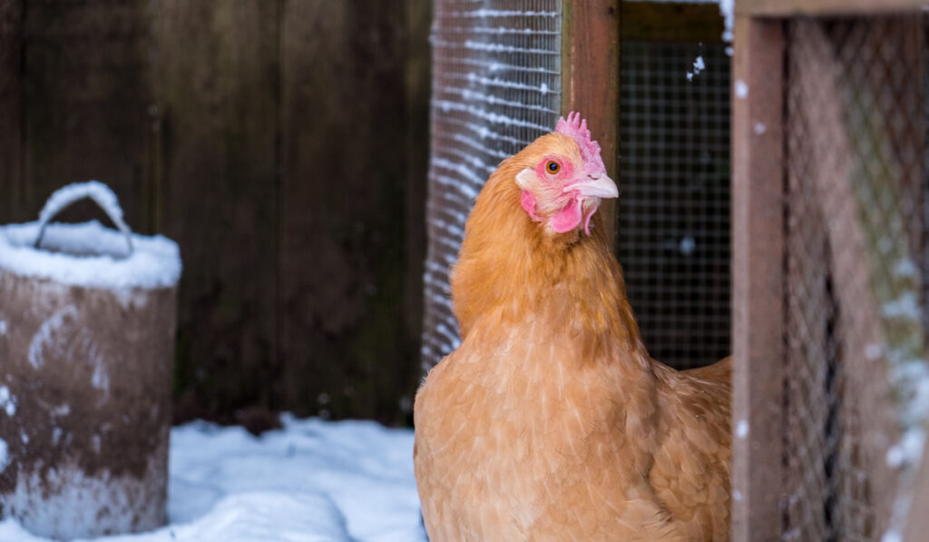 buff orpington chicken exits her coop with snow on the background
