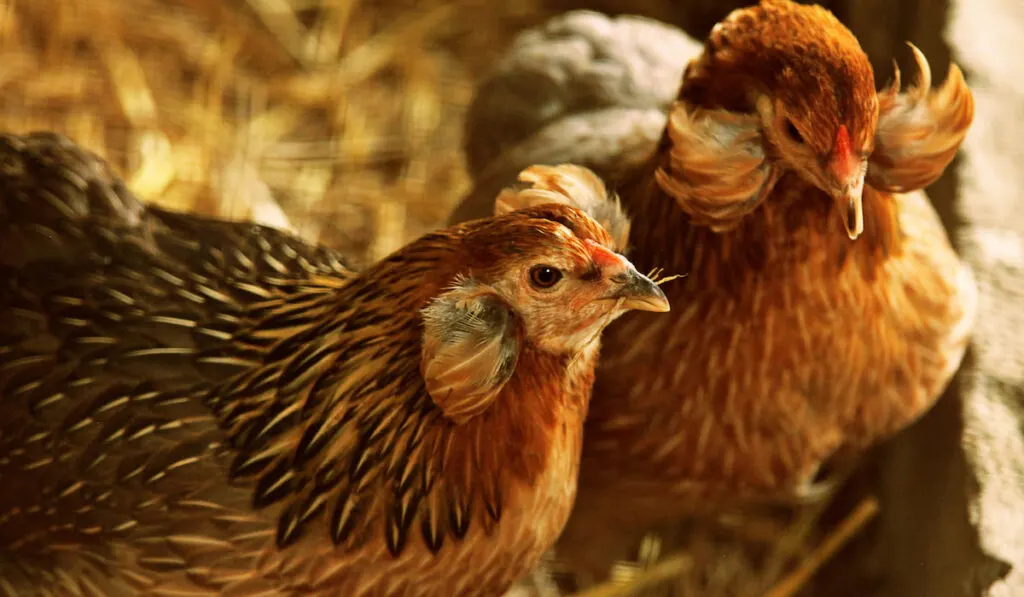 A pair of Araucana variety hens in the farm