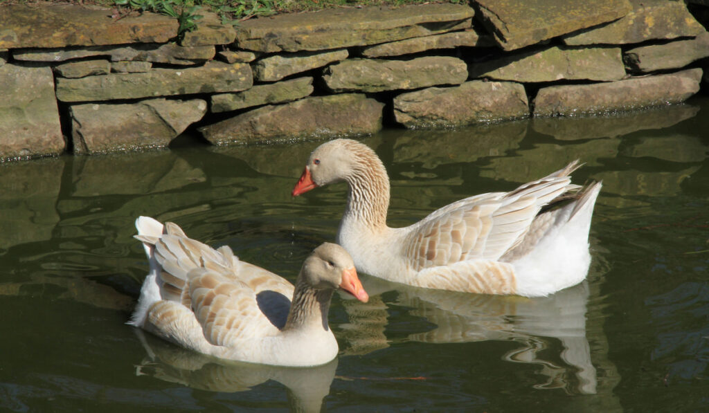 a pair of buff geese swimming on a pond on a sunny day