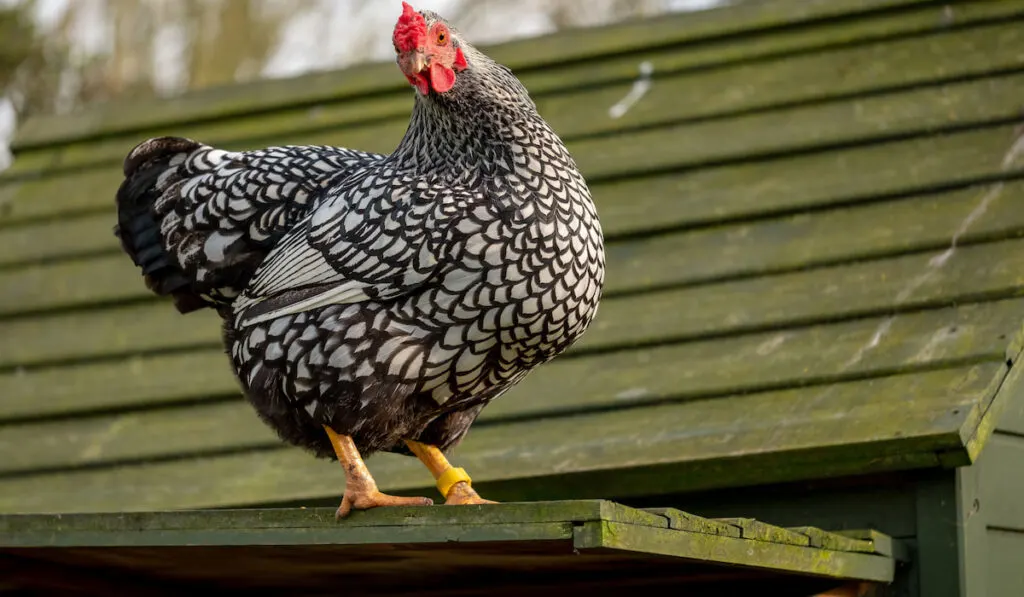 Adult Wyandotte hen seen perched on the top of her hen house