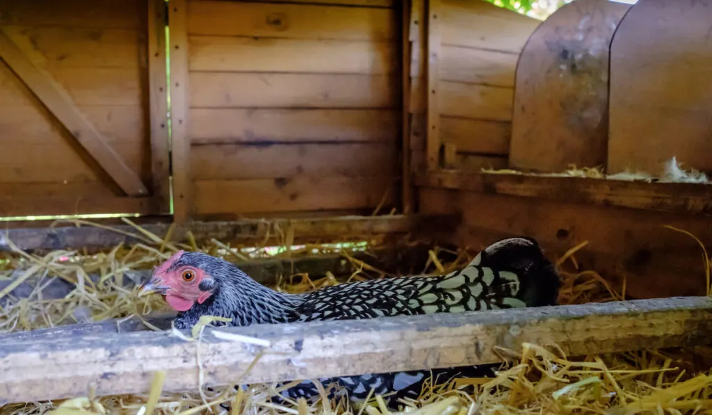 Adult Wyandotte hen sitting on eggs in a small wooden chicken coop