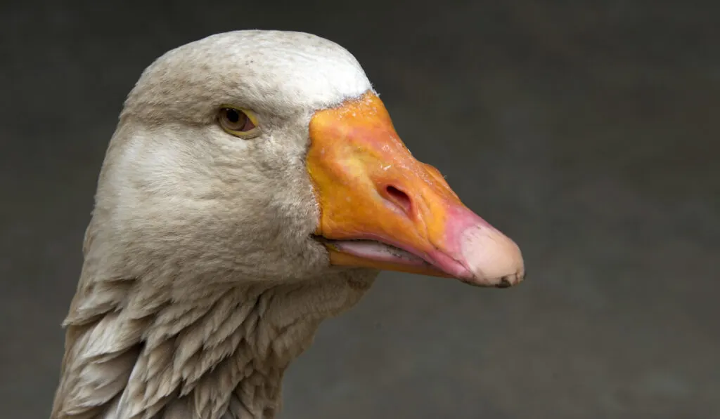 american buff goose profile