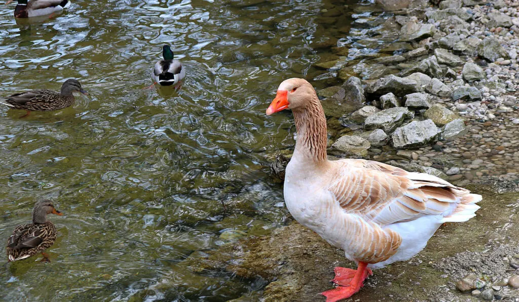 american buff goose standing on the edge of the river