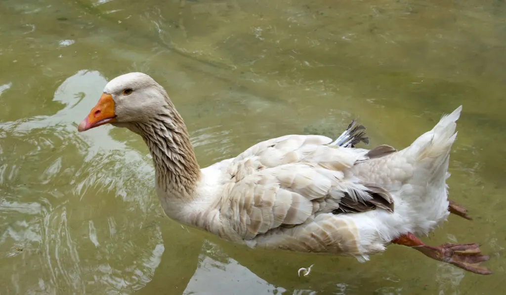 American Buff Goose swimming on a pond