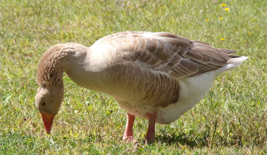 american buff goose grazing in grass