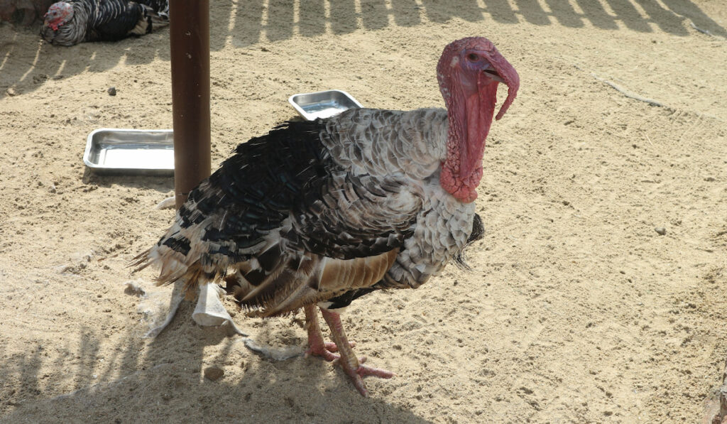 American Turkeys resting under the shade with water in silver tray on the farm
