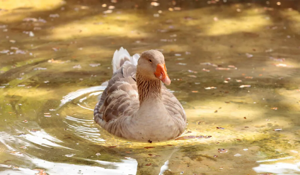 american buff goose on a clear lake