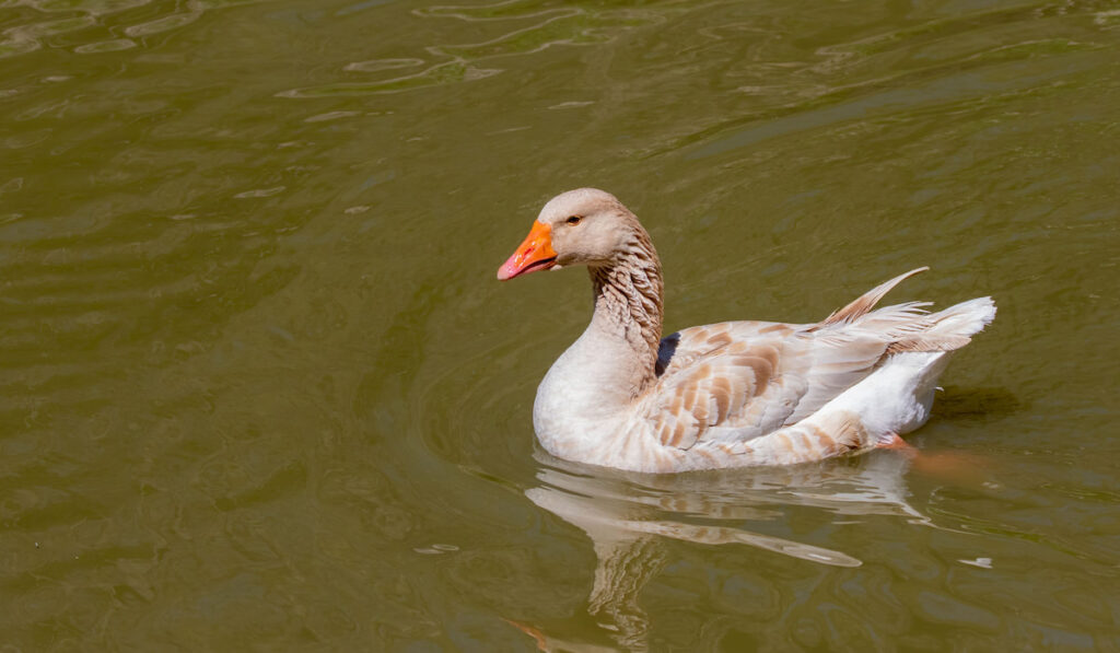 american buff goose on a pond