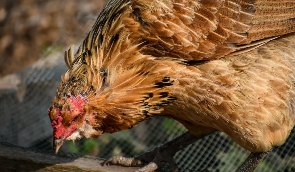 Americana Chicken close up in a cage