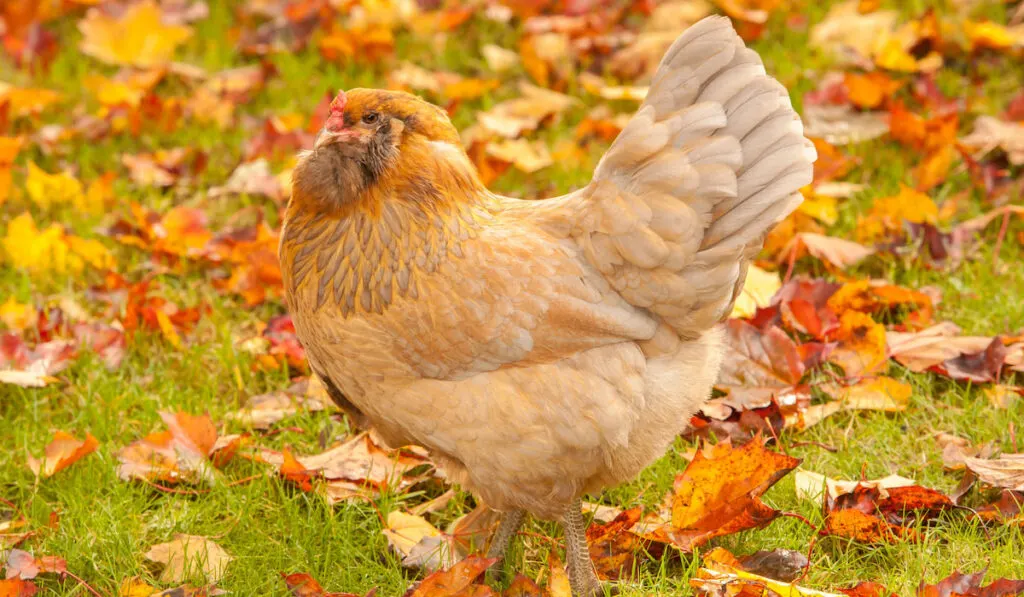 Americana chicken looking for food around the autumn colored leaves